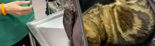 Si finge morto per evitare l'iniezione